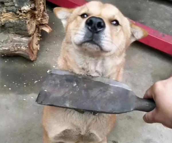 主人這些動作，其實狗狗很討厭，隨時會攻擊你