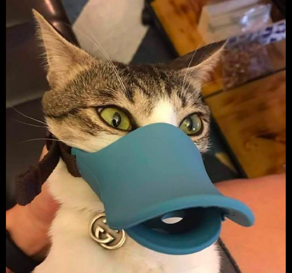 主人給貓咪買了個鴨嘴套,它戴上之後就懵圈了:我不要面子的啊 主人給貓咪買了個鴨嘴套,它戴上之後就懵圈了:我不要面子的啊