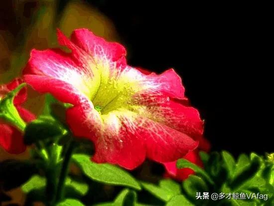 這些奇異的花卉，你喜歡哪種