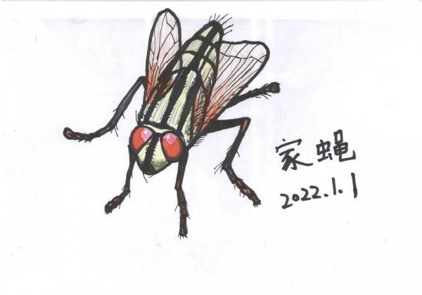 冬天見不到昆蟲，只能自己畫了