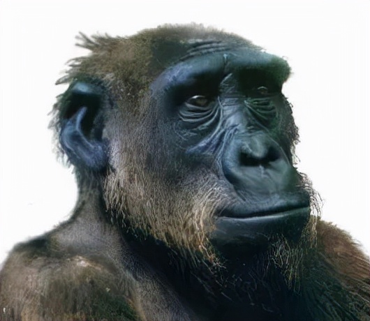 硬核科普:為什麼只有人類進化出高度發達的大腦? 硬核科普:為什麼只有人類進化出高度發達的大腦?