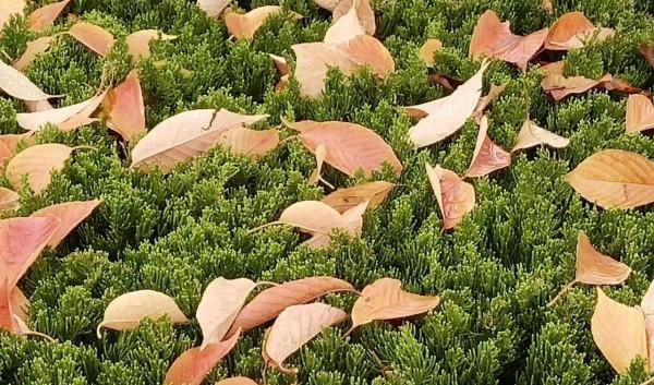 詩人馬躍秋末自由詩《秋天的傾訴》/圖為手機隨拍