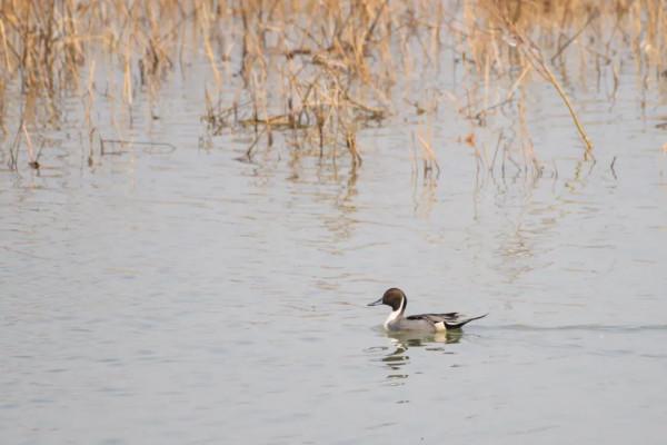 【提示】世界候鳥日，來欣賞申城最新的候鳥照片→