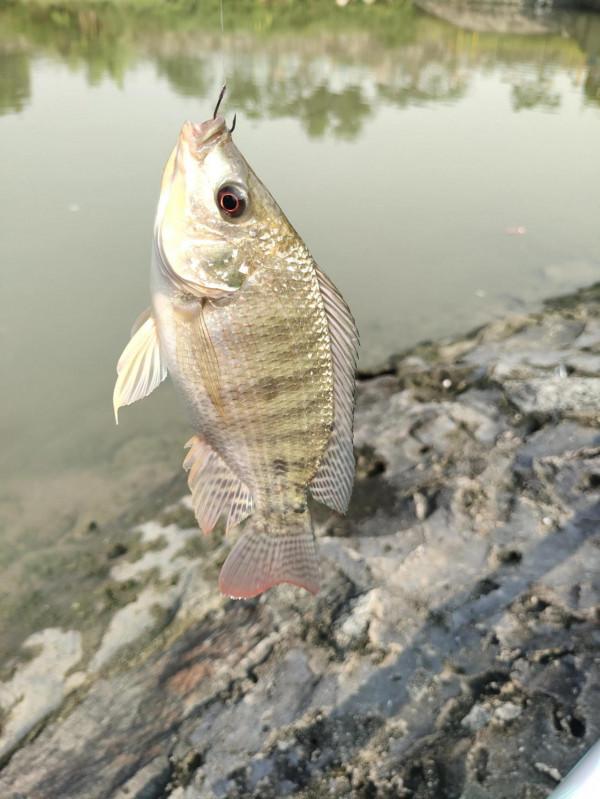 今天朋友帶我去南沙釣臘魚，他說今天魚情最差的一天