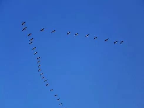 大雁南飛冬天來臨