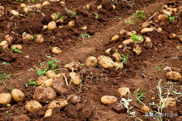 土豆開花不剪掉危害大？影響不僅僅是產量低，剪掉有啥好處？
