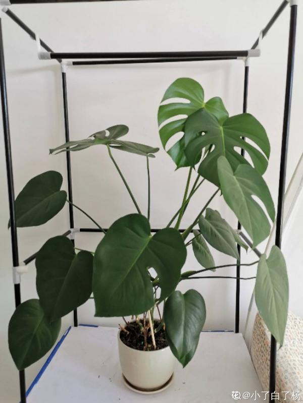 南方氾濫的花,北方人“愛不釋手”,太“拉仇恨”了 南方氾濫的花,北方人“愛不釋手”,太“拉仇恨”了