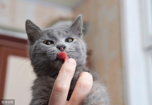 闢謠：貓對食物做掩埋動作是因為不滿意？事實上，原因不止於此