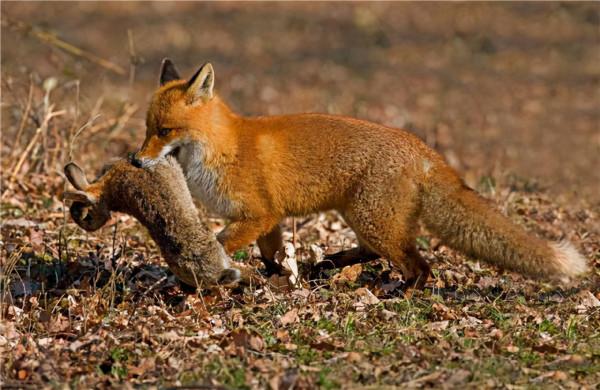 澳洲野兔氾濫成災，政府六次圍剿控制，不能吃嗎？現實決定沒法吃