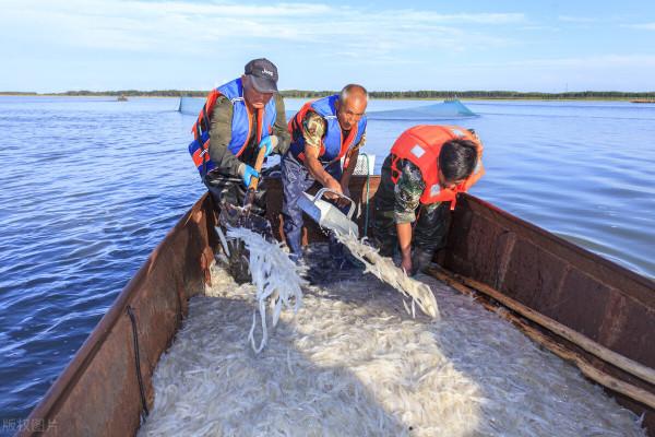 太湖銀魚該不該移植?曾經被引入21個省,如今變成“燙手山芋”? 太湖銀魚該不該移植?曾經被引入21個省,如今變成“燙手山芋”?