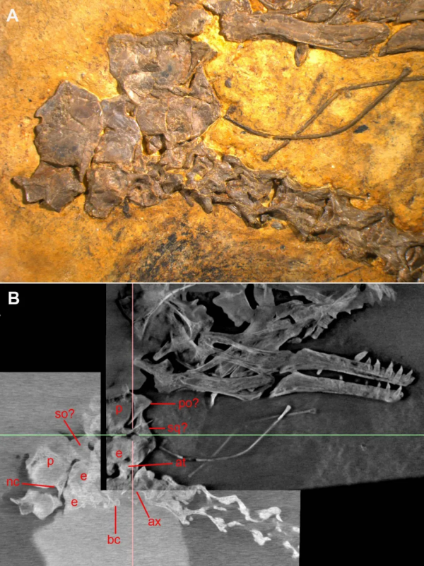 中生代鳥類的牙齒替換:來自化石的新證據 中生代鳥類的牙齒替換:來自化石的新證據