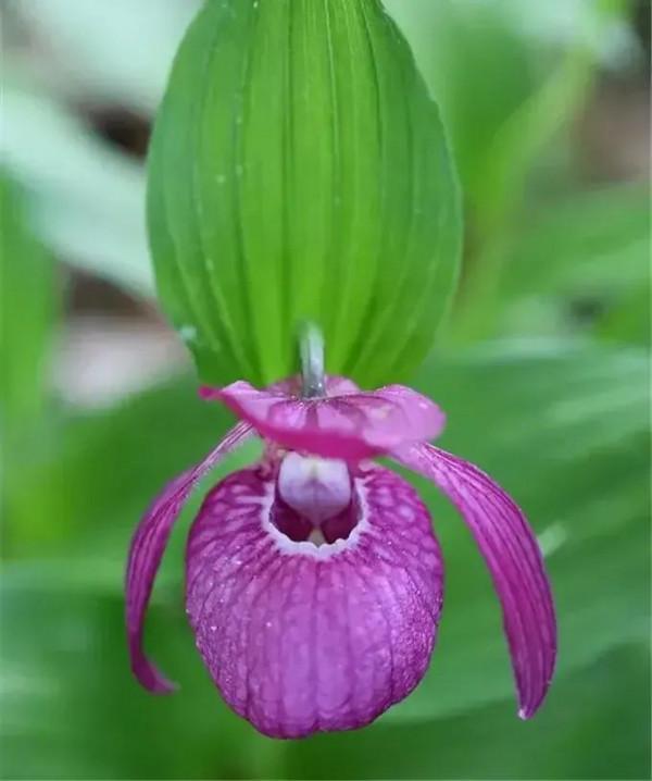 長得像拖鞋的兜蘭,你見過嗎? 長得像拖鞋的兜蘭,你見過嗎?