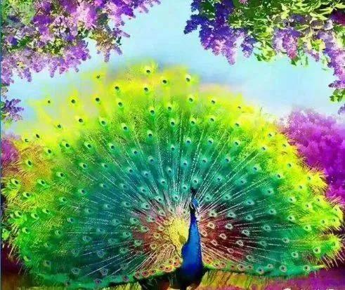 分享圖片，美麗高貴的吉祥鳥、五彩斑斕的孔雀64款
