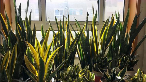 &OpenCurlyDoubleQuote;懶人&rdquo;就養這10種花，一個月不澆水也死不了，多曬少管更健壯