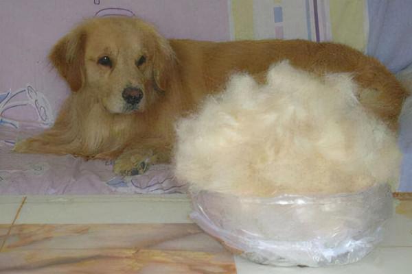 “金毛”比“拉布拉多”好？看完這幾大方面，你就會有答案