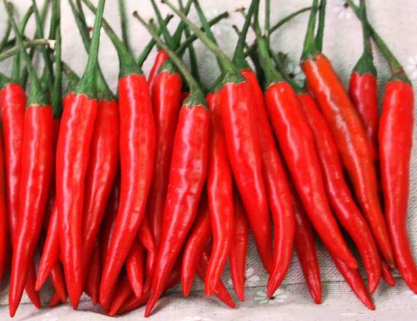 極品紅朝天椒豔紅朝天椒種子 極品紅朝天椒豔紅朝天椒種子