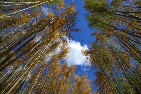 冰涼清爽過伏天，北京號帶您探索消夏避暑好去處