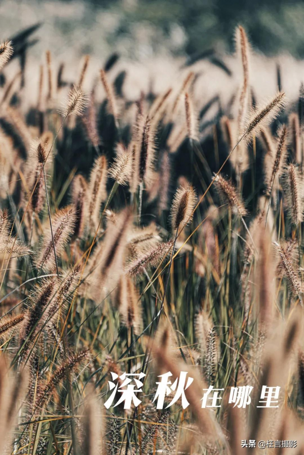 深秋在哪裡 深秋在哪裡
