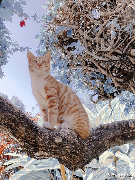 一大波歡樂來襲!攝影師抓拍動物的萌趣瞬間 一大波歡樂來襲!攝影師抓拍動物的萌趣瞬間