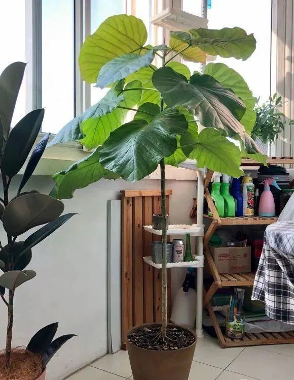 大葉子耐陰花，室內一定養，葉子比臉大，真涼快