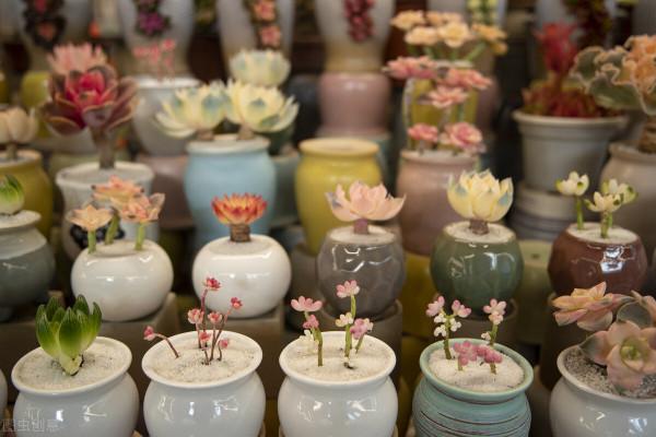 節後再忙，也要去一趟花市，這6種花給錢就賣，適合“撿漏”