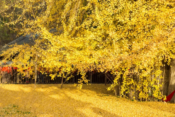 為什麼我們都愛大唐? 為什麼我們都愛大唐?