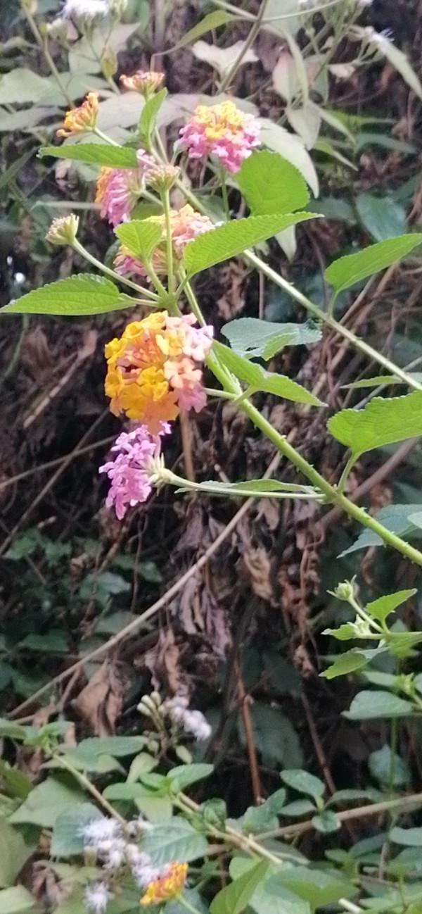 雲彩下的山城系列（九）