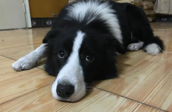 養狗之後你才知道的東西，你的生活變好了嗎？