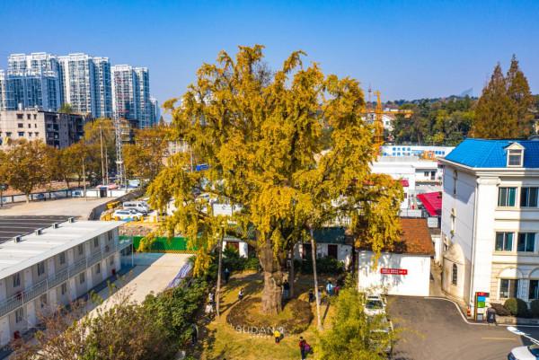 武漢最古老的一棵樹,迄今530餘年,被譽為“武漢秋天最美的樹” 武漢最古老的一棵樹,迄今530餘年,被譽為“武漢秋天最美的樹”