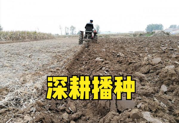 種植小麥,深耕好還是免耕好?利弊詳細對比,哪種產量高? 種植小麥,深耕好還是免耕好?利弊詳細對比,哪種產量高?