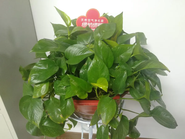 生活帶給我的磨練：讓我學會了養花