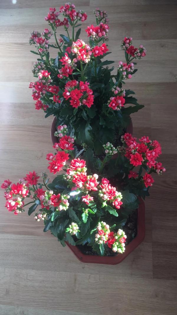 在這裡留住你綻放的花朵