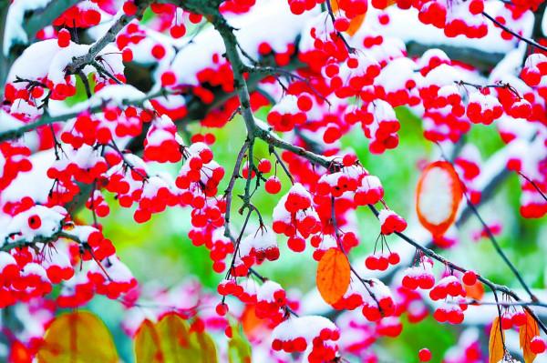 航拍大片!看湖光山色染上雪景,立冬初雪落滿北京 航拍大片!看湖光山色染上雪景,立冬初雪落滿北京
