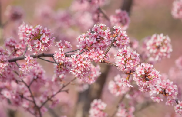 羨慕了！西昌人，你的早櫻美景正在派送中，請接收