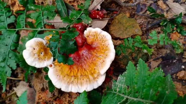小記遊學高峰森林公園:研學路辨中草藥材,訪靈芝谷看林下經濟 小記遊學高峰森林公園:研學路辨中草藥材,訪靈芝谷看林下經濟
