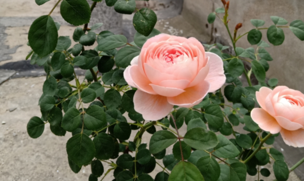 種植月季瑞典女王,掌握住這3個技巧,年年花開爆盆,美不勝收 種植月季瑞典女王,掌握住這3個技巧,年年花開爆盆,美不勝收