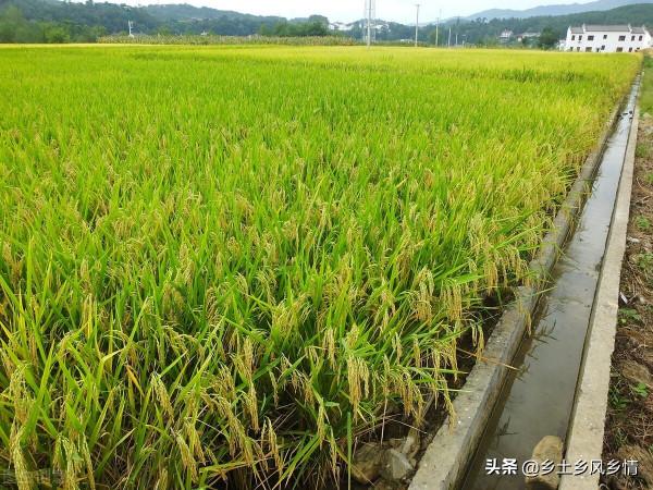 一畝水稻要多少肥 一畝水稻要多少肥