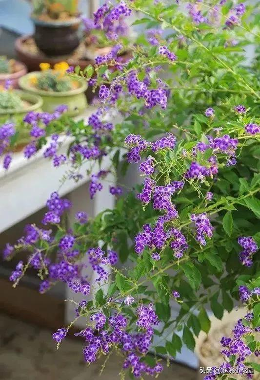 他賣掉城裡的房子，包了個山頭，打造集裝箱陽光房、小木屋、花園