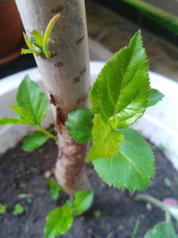 院子裡不能種桑樹,非常不吉利,這是迷信還是科學? 院子裡不能種桑樹,非常不吉利,這是迷信還是科學?