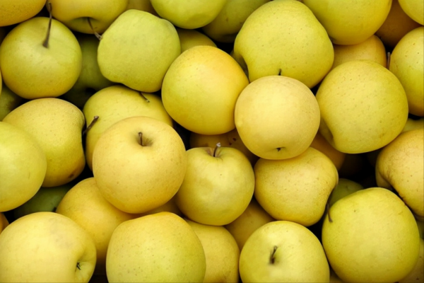 黃色蘋果迎來黃金時刻,5個知名黃色蘋果品種,你更看好哪一個? 黃色蘋果迎來黃金時刻,5個知名黃色蘋果品種,你更看好哪一個?