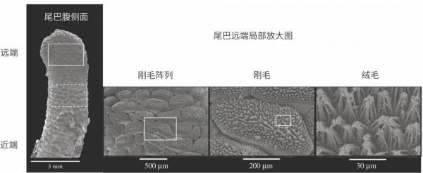 壁虎:我只是個平平無奇的武林天才罷了 壁虎:我只是個平平無奇的武林天才罷了