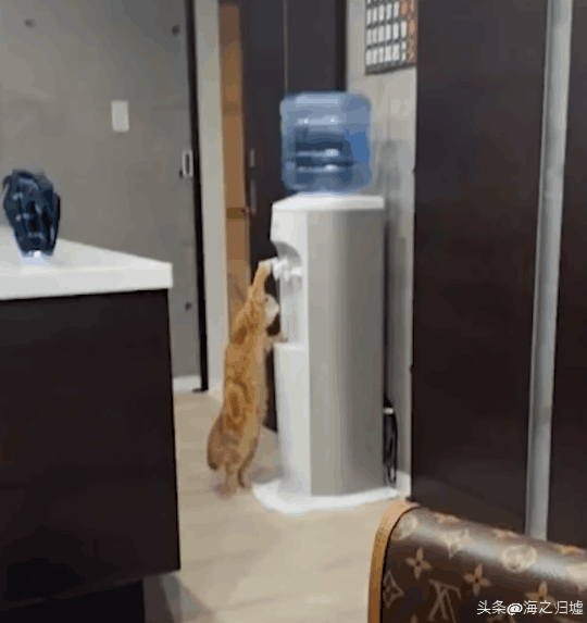 看完這27張圖片才知道，動物們的智商竟然這麼高