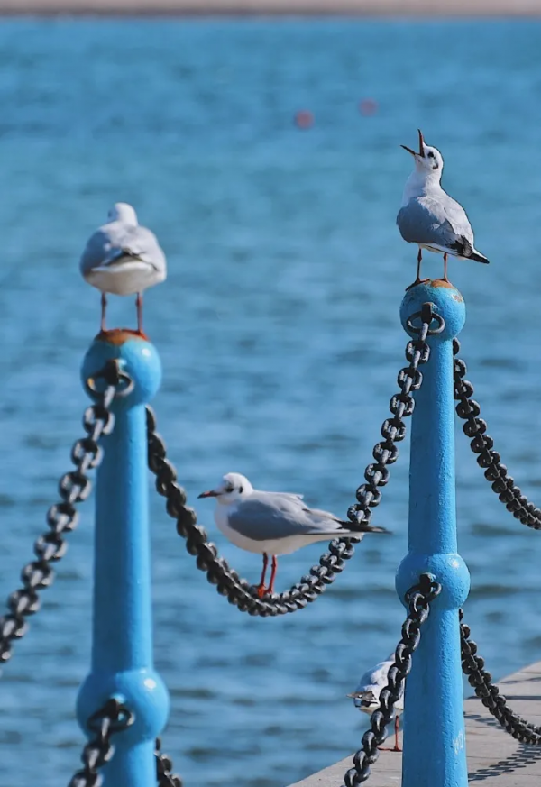 冬日精靈出沒山東！又是一年候鳥季，畫面美翻了！