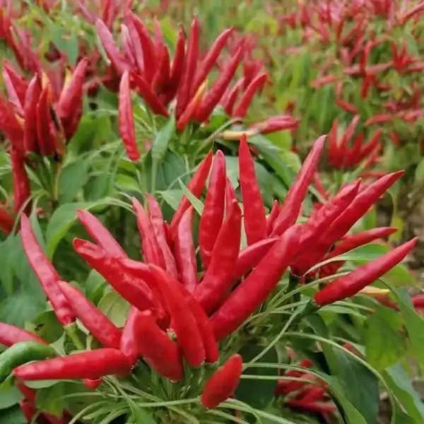 小辣椒，大產業。2022年朝天椒種植面積是多還是少？