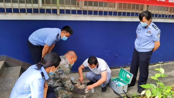 好聰明！雲南一蜂猴受傷跑到醫院“求治療”，為國家一級保護動物