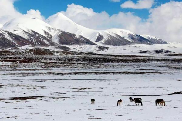 可可西里為何不允許隨意進入？帶你深度瞭解這一“人類禁區”