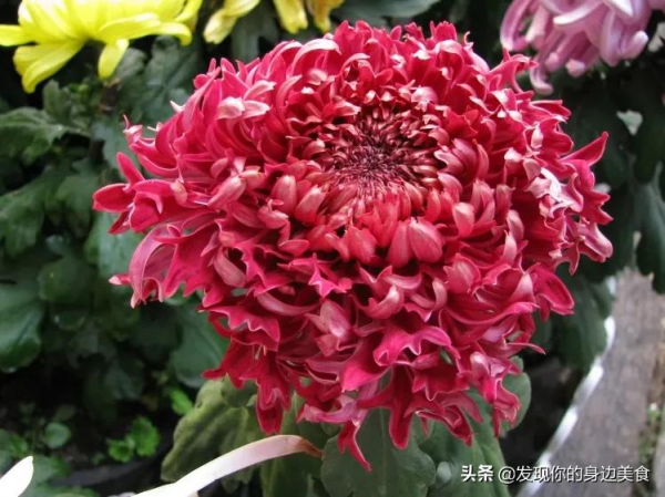 傲霜菊花奪人眼