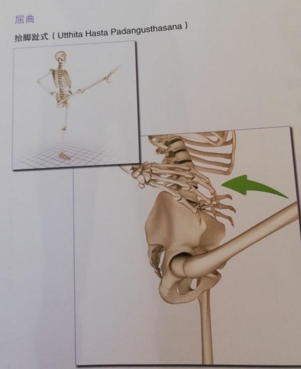 練瑜伽，這些解剖常識你要知道（附28個常見體式解剖圖）