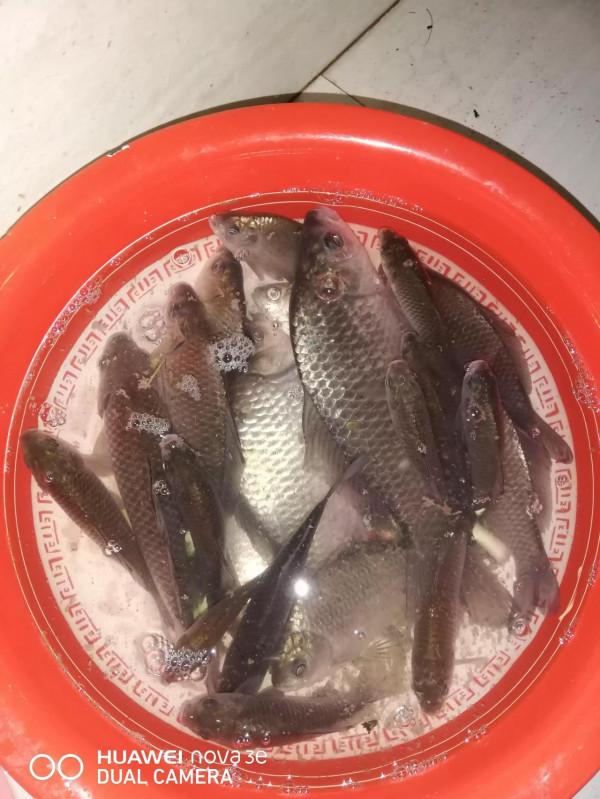 退休後有我這樣喜歡種菜垂釣的夥伴嗎？