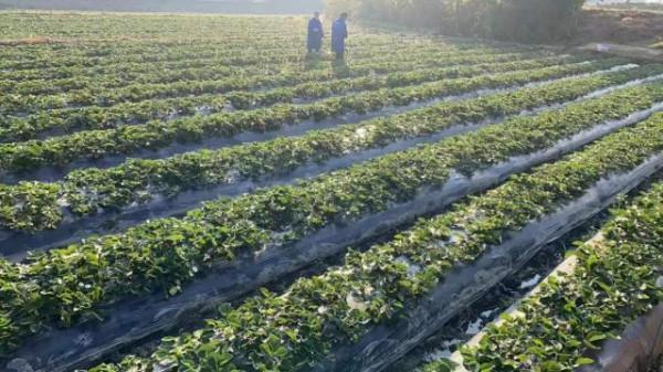 10天賣出150多噸，90後大學生在京東生鮮推動大涼山草莓暢銷